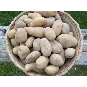 Pommes de terre rattes