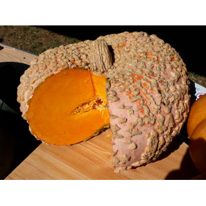 Courge galeuse d'eysine