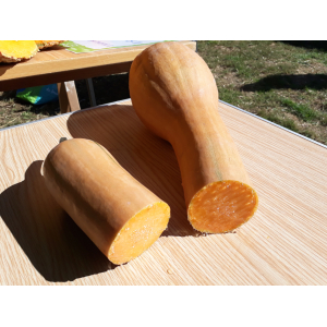 Courge longue de nice