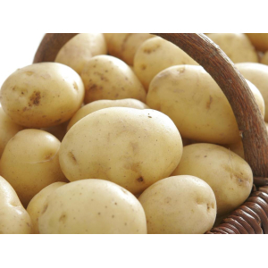 Pdt variété blanche