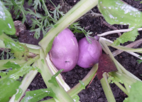 Navet violet (en botte)