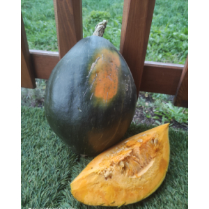 1kg en tranche de courge olive verte