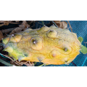 Kiwano (mature)