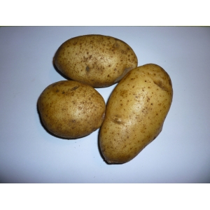 Pomme de terre samba