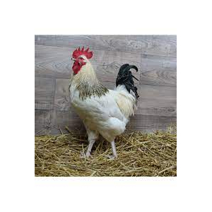 Coq