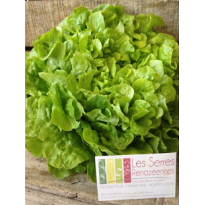 Salade feuille de chêne verte