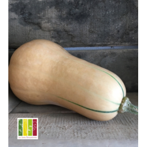 Courge butternut