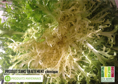 Salade chicorée frisée