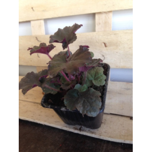 Plante vivaces : euchère/unité