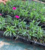 œillet vivace en godet