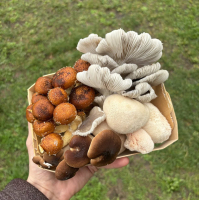 Mélange de champignons