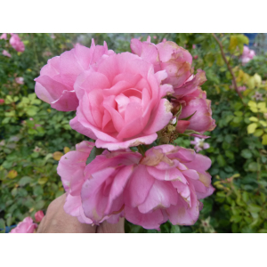 Rosier buisson mareva