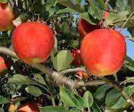 Pomme reine des reinettes ( sachet 1kg)