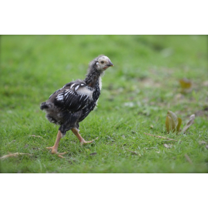 Coq de race wyandotte