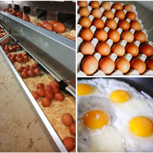 Oeufs extra frais, plein air, bio