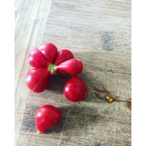 Tomate voyage (graines à semer)