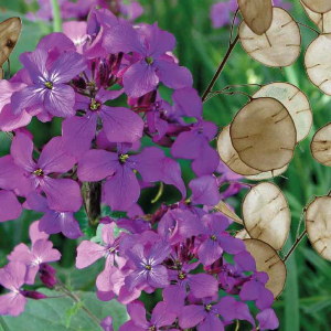 Monnaie du pape (lunaire)