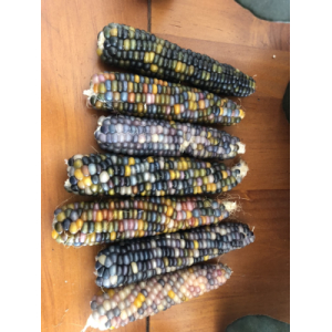 Maïs glass gem (graines à semer)