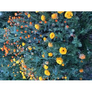 Souci (graines à semer)