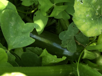 Courgette verte (graines à semer)