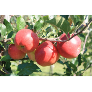Pommes variété 'galiwa'