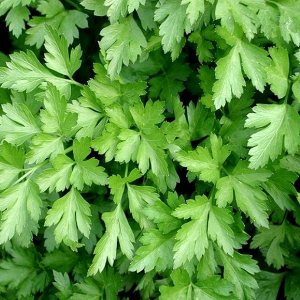Persil géant d'italie (graines à semer)