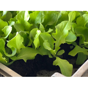 Plant de feuille de chêne verte par 12