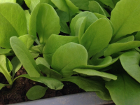 Plant par 12 de laitue