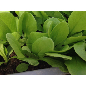 Plant de laitue par  12