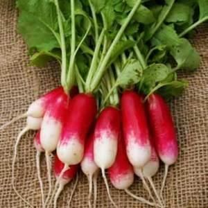 Radis 18 jours en botte