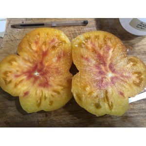 Tomate ananas jaune (plant)