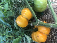 Tomate tangerine-(plant)