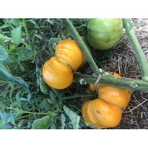 Tomate tangerine-(plant)