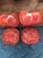 Tomate marmande-(plant)