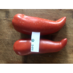 Tomate cornue des andes-(plant)