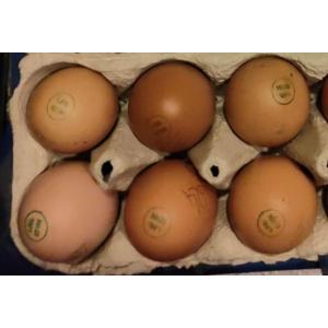 Oeufs fermiers permacole