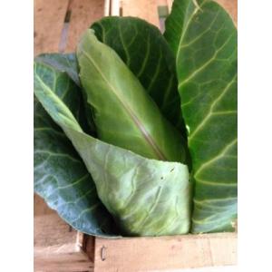 Chou pointu de printemps