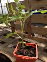 Plant de tomate variété cerise