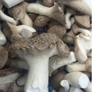 Pleurote de panicaut