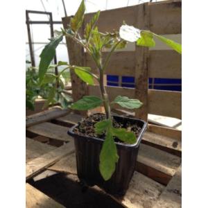 Plant de tomate - variété : fandango