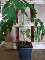 Plant de tomate greffée maestria