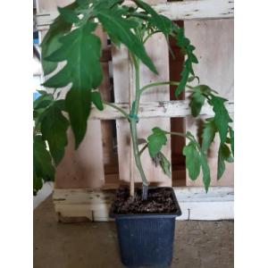 Plant de tomate greffée maestria