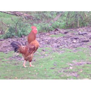 Coq fermier