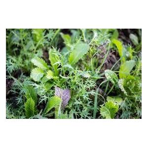 Mesclun mélange asiatique