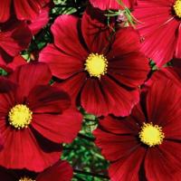 Plant fleur cosmos rubenza