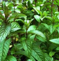Plant aromatique menthe chocolat