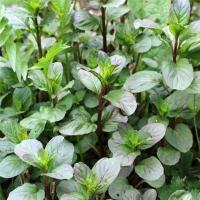 Plant aromatique menthe bergamote