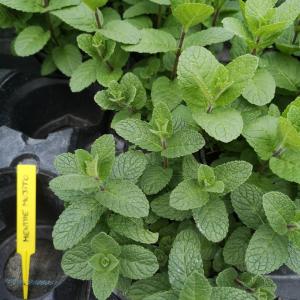 Plant de menthe mojito pot 13 cm