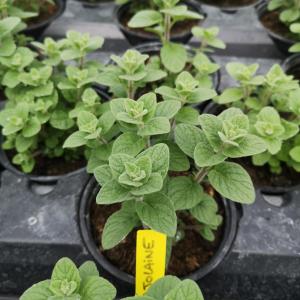 Plant de marjolaine pot 13 cm