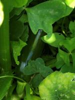 Courgette verte-(plant)